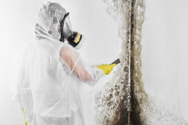 Home Mold Removal in Glenwood, IL