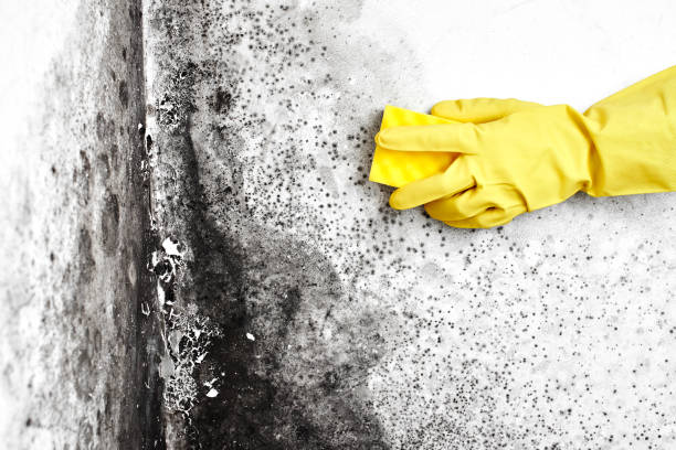 Best Black Mold Removal  in Glenwood, IL