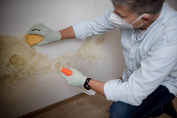 Professional Mold Removal in Glenwood, IL