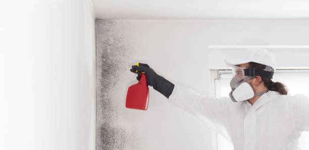 Best Professional Mold Removal  in Glenwood, IL