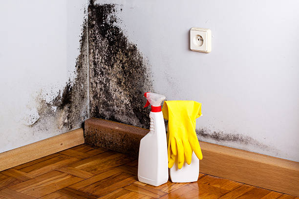 Best Fast Mold Removal  in Glenwood, IL