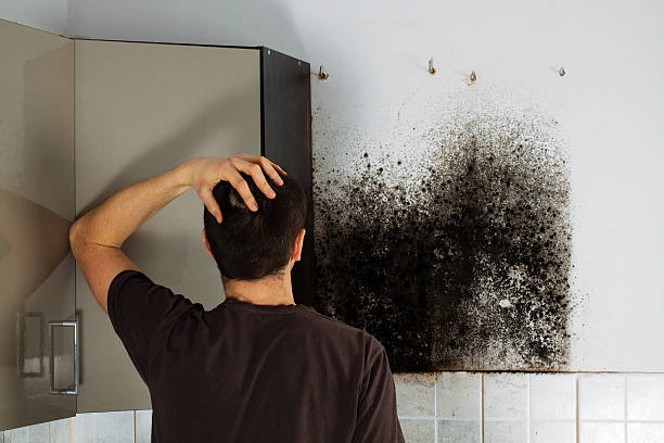 Best Crawl Space Mold Removal  in Glenwood, IL