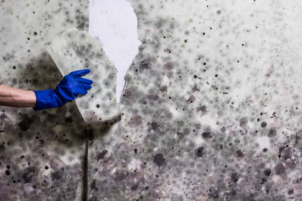 Best Mold Testing  in Glenwood, IL